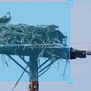 电线杆鸟巢识别