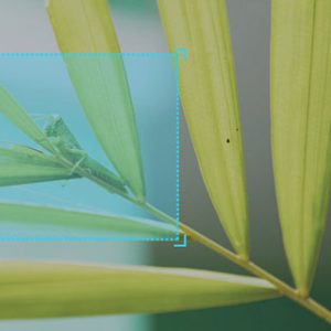 农业病虫害识别